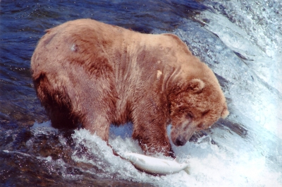 grizzly_bear_fishing1.jpg
