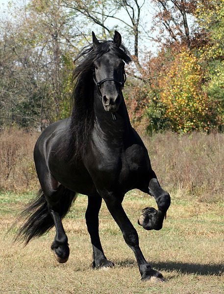 457px-friesian_stallion.jpg