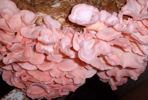pink-oyster-892606